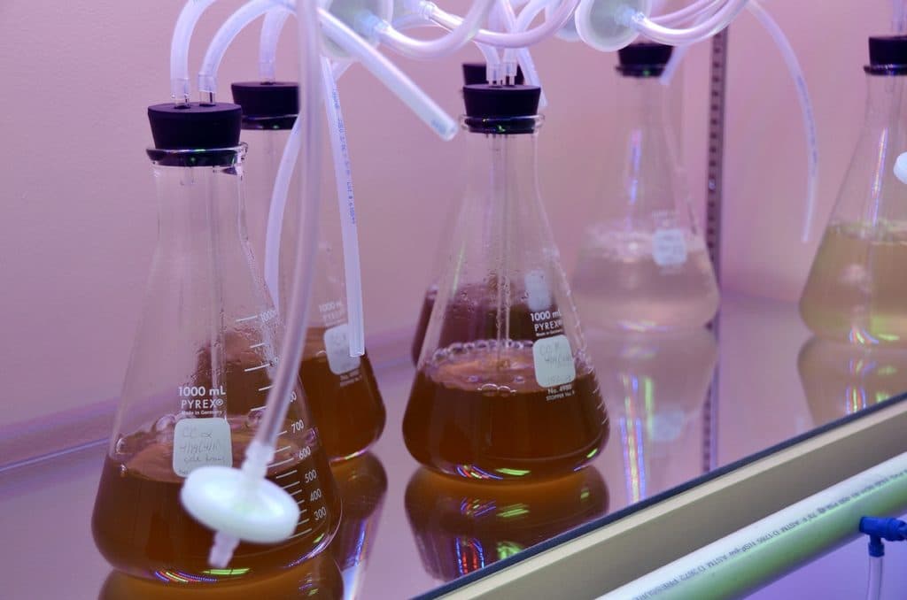 Culture flasks with tubing in a biotechnology laboratory under violet light