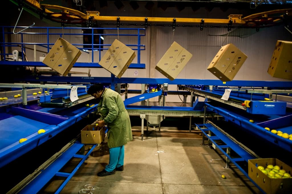 Consumer goods packing line with cartons on blue conveyors